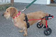 Инвалидная коляска для собак.