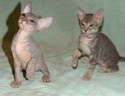 продаются очаровательные котята донского сфинкса  т.89624590202
